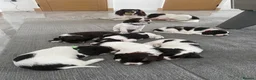 English Springer Spaniel dogs for sale: Gorgeous Family-Raised Springer Spaniel Puppies - Advert 3