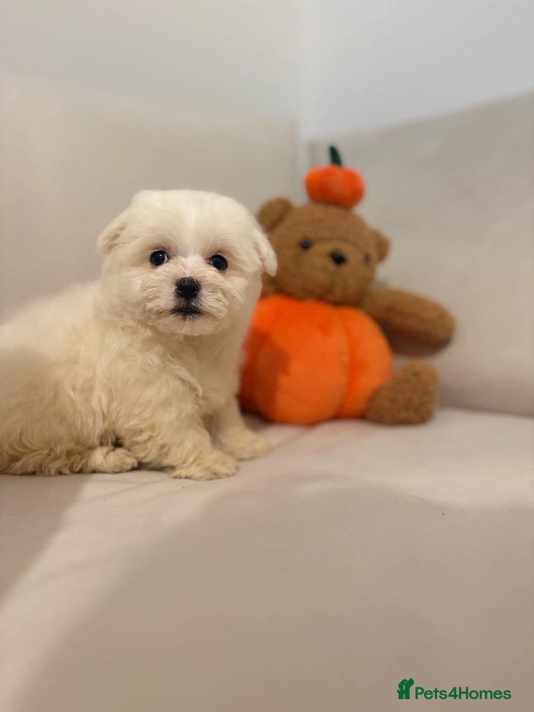 Maltipoo dogs for sale: Maltipoo girl puppy  - Image 2