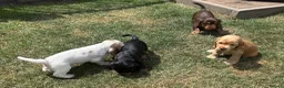 Cocker Spaniel dogs for sale: Kc reg Cocker Spaniel puppies - Advert 10