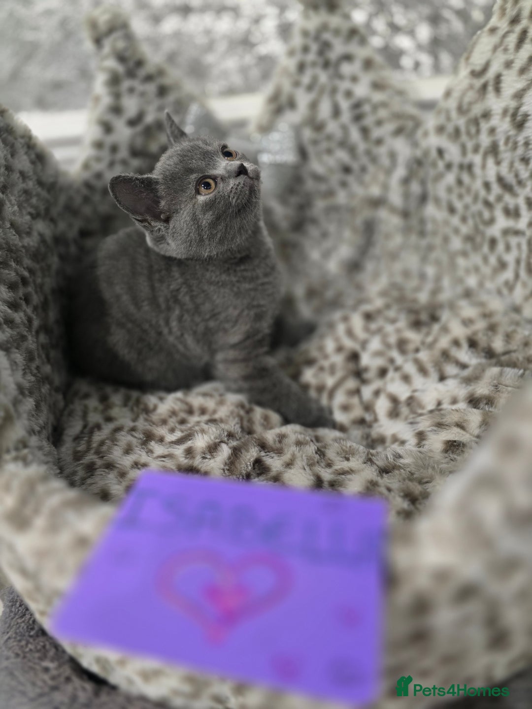 British Shorthair cats for sale: 🩷💜Beautiful British shorthair kittens 💜🩷 - Advert 5