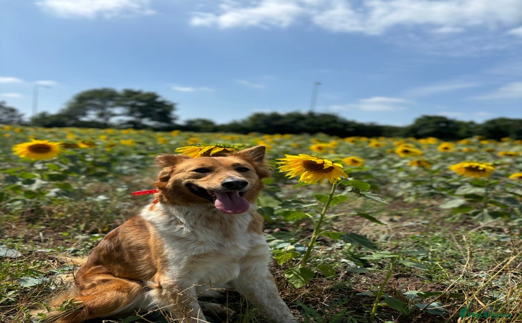Canaan Dog dogs - Advert 1