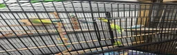 Budgerigars birds for sale: 🐦 Beautiful Baby Budgies Available! - Advert 5