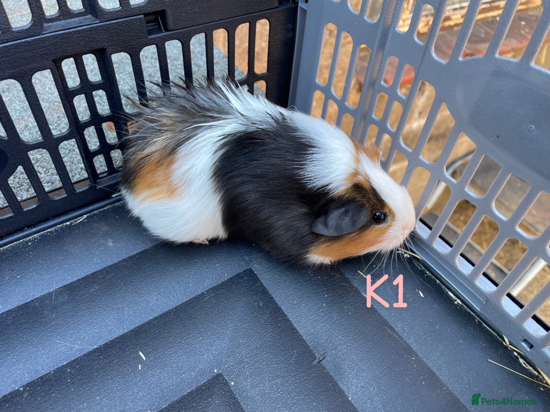 Guinea Pig rodents for sale: Baby guinea pigs for sale, various breeds - Image 16