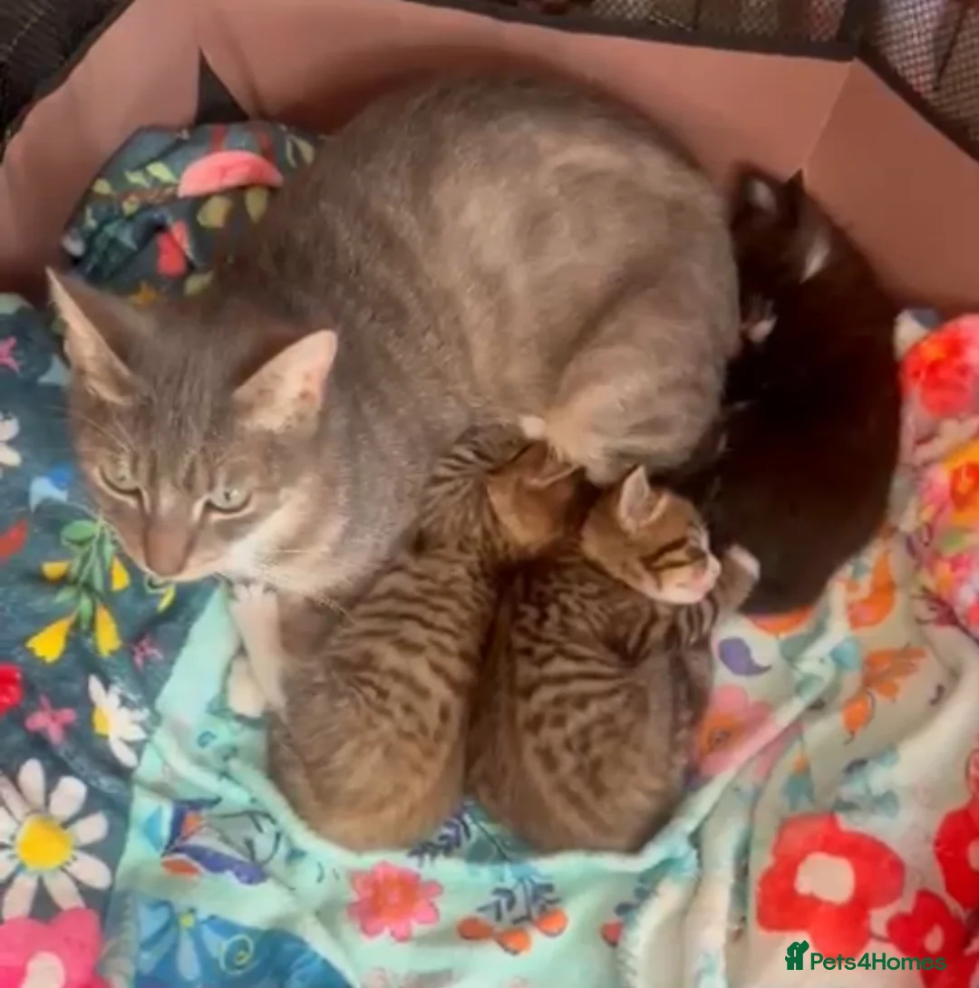 Mixed Breed cats for adoption: 3x rescue kittens need new home(s) in Hook - Advert 1