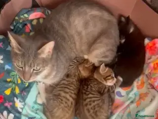 Mixed Breed cats 3x rescue kittens need new home(s) in Hook - Advert 5