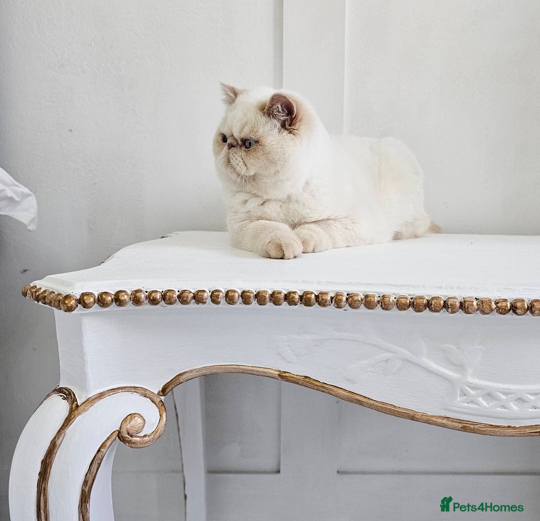 Exotic cats for sale: Chunky GCCF reg pedigree male exotic SH kitten  - Advert 14