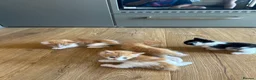 Mixed Breed cats for sale: Healthy Domestic Housecats, Father Unknown - Advert 22