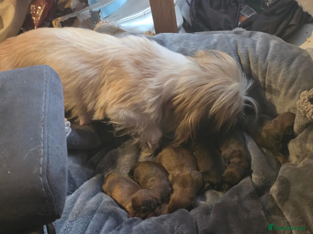 Mixed Breed dogs for sale: Mini schweenies ready to go - Advert 11
