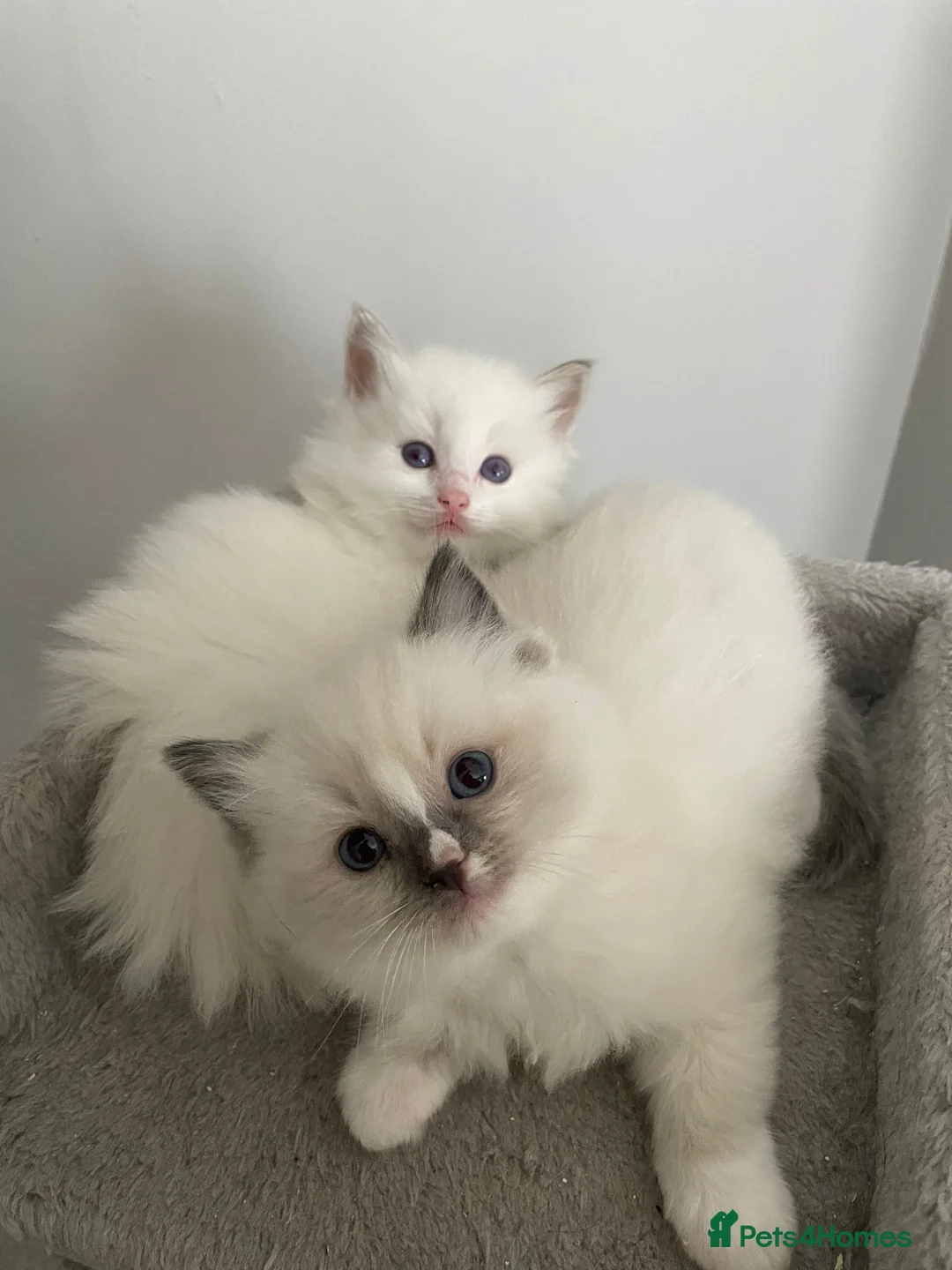 Ragdoll cats for stud: Gccf active large blue mitted ragdoll stud loki in Wakefield - Advert 15