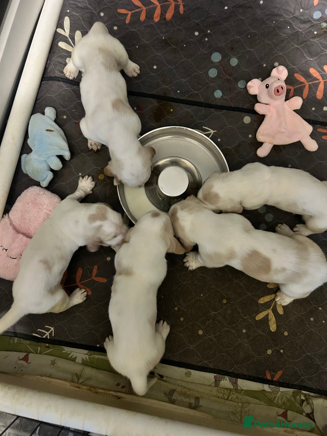 Basset Hound dogs for sale: Lemon and white basset pups - Image 16