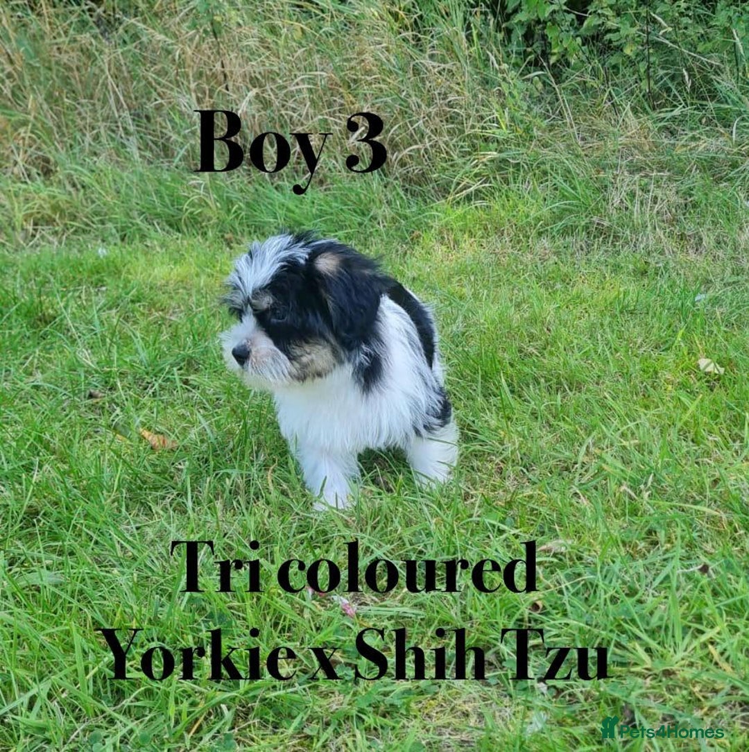 Shorkie dogs for sale: Shorkie pups ready now - Image 17