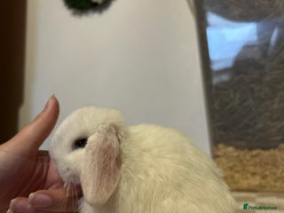 Mini Lop rabbits for sale - Advert 1