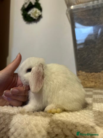 Mini Lop rabbits - Advert 5