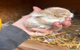 Netherland Dwarf rabbits for sale: Beautiful Mini lop and Netherland dwarf bunnies  - Advert 6