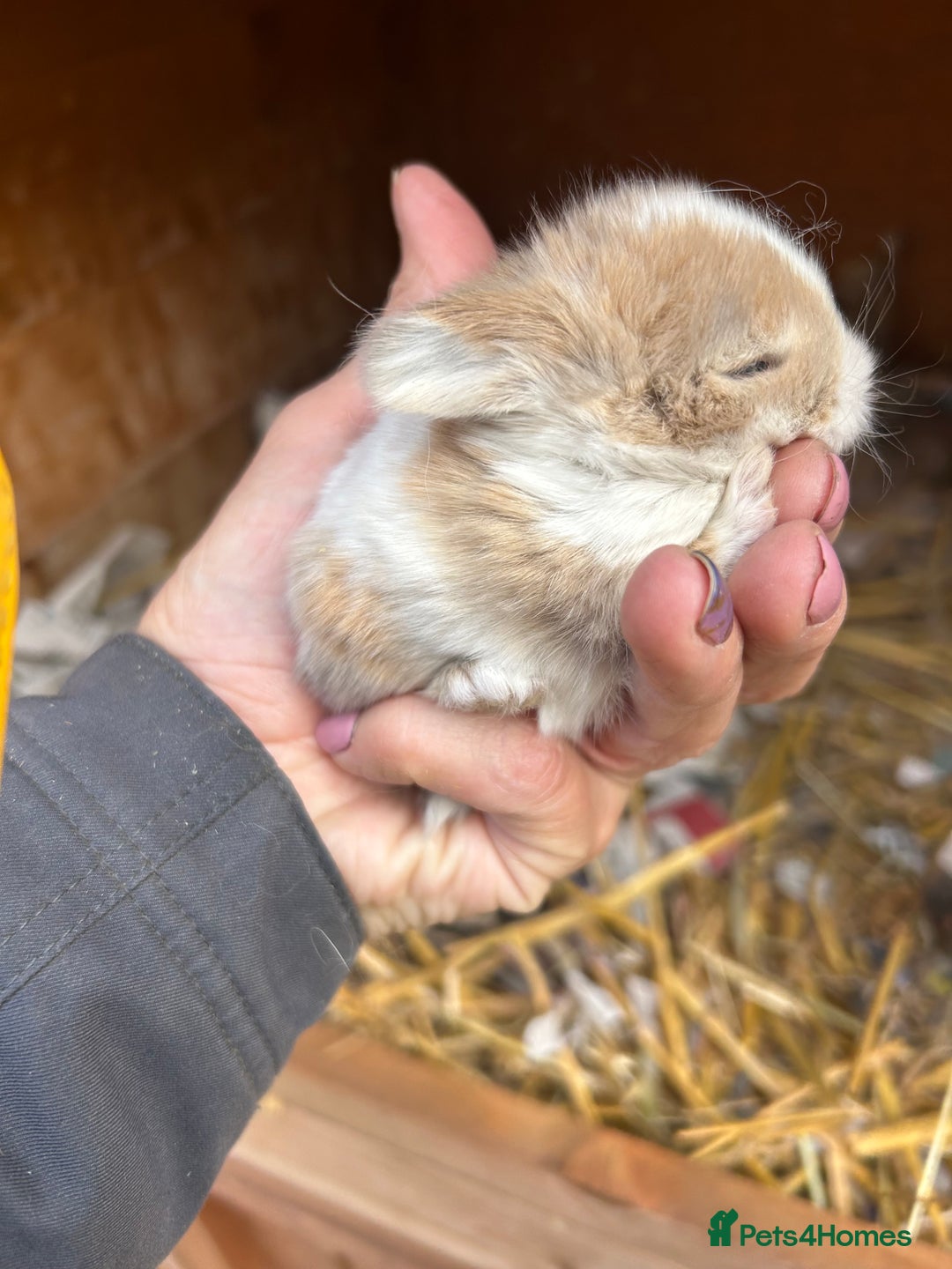 Netherland Dwarf rabbits for sale: Beautiful Mini lop and Netherland dwarf bunnies  - Advert 6