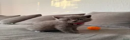 British Shorthair cats for sale: British Shorthair Kittens for Sale – 5 Available! - Advert 8