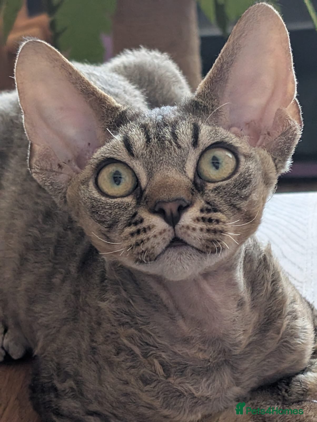 Devon Rex cats  GCCF Champion sired kittens ready now! - Advert 1