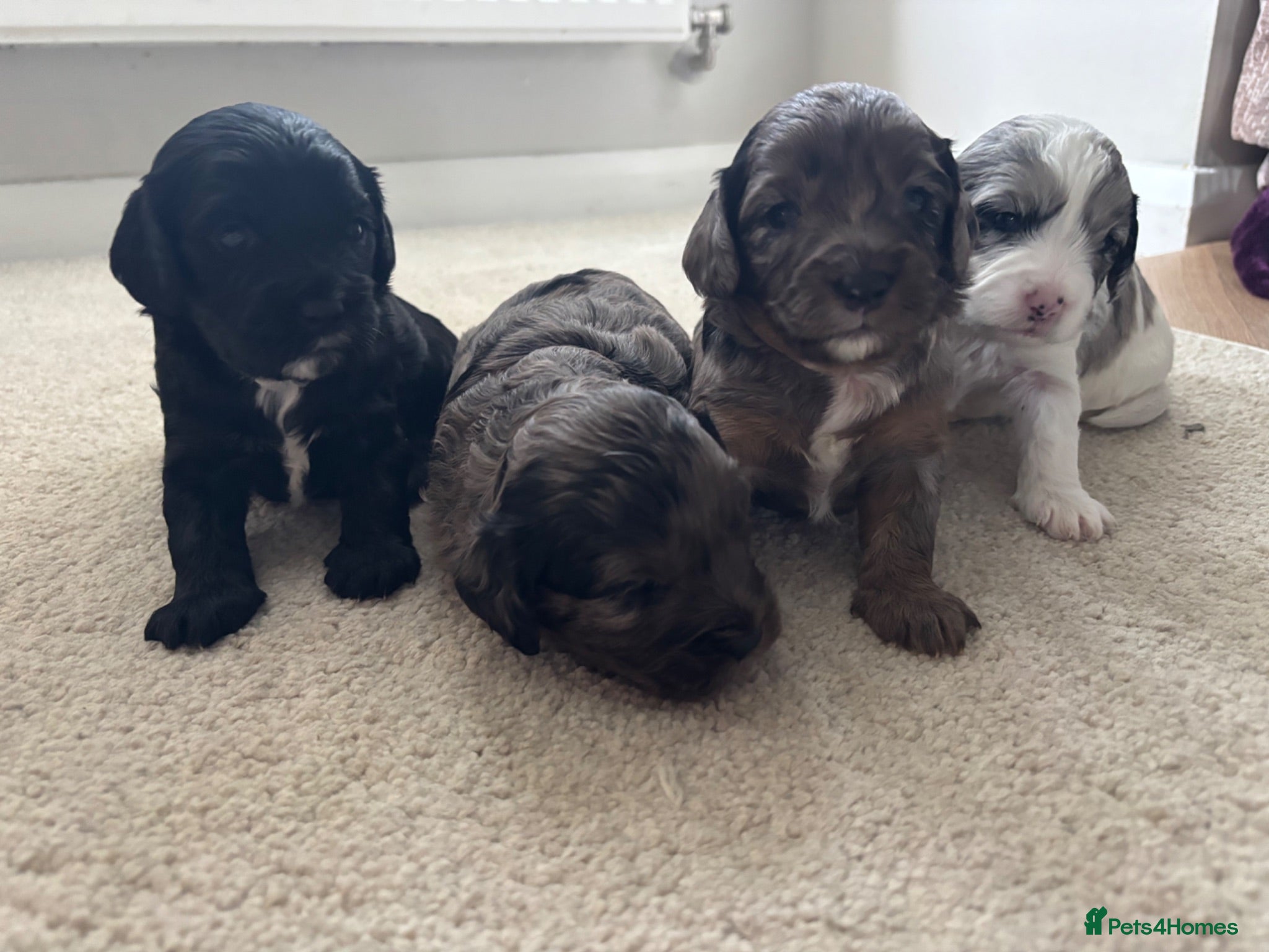 Cavapoo dogs 4 Beautiful Cavapoo puppies - Advert 18