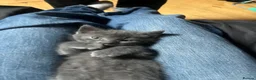 Mixed Breed cats for sale: Mother and son  - Advert 2