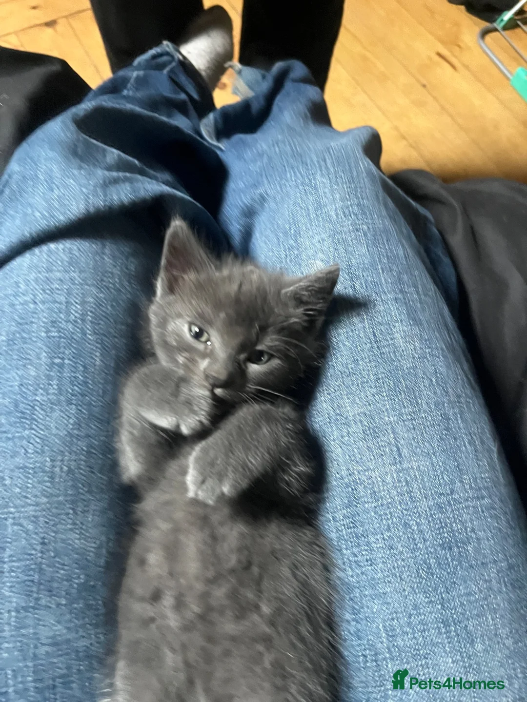 Mixed Breed cats for sale: Mother and son  - Advert 2