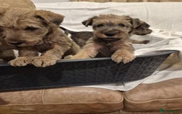 Irish Terrier dogs for sale: Home raised Irish terrier  - Image 14