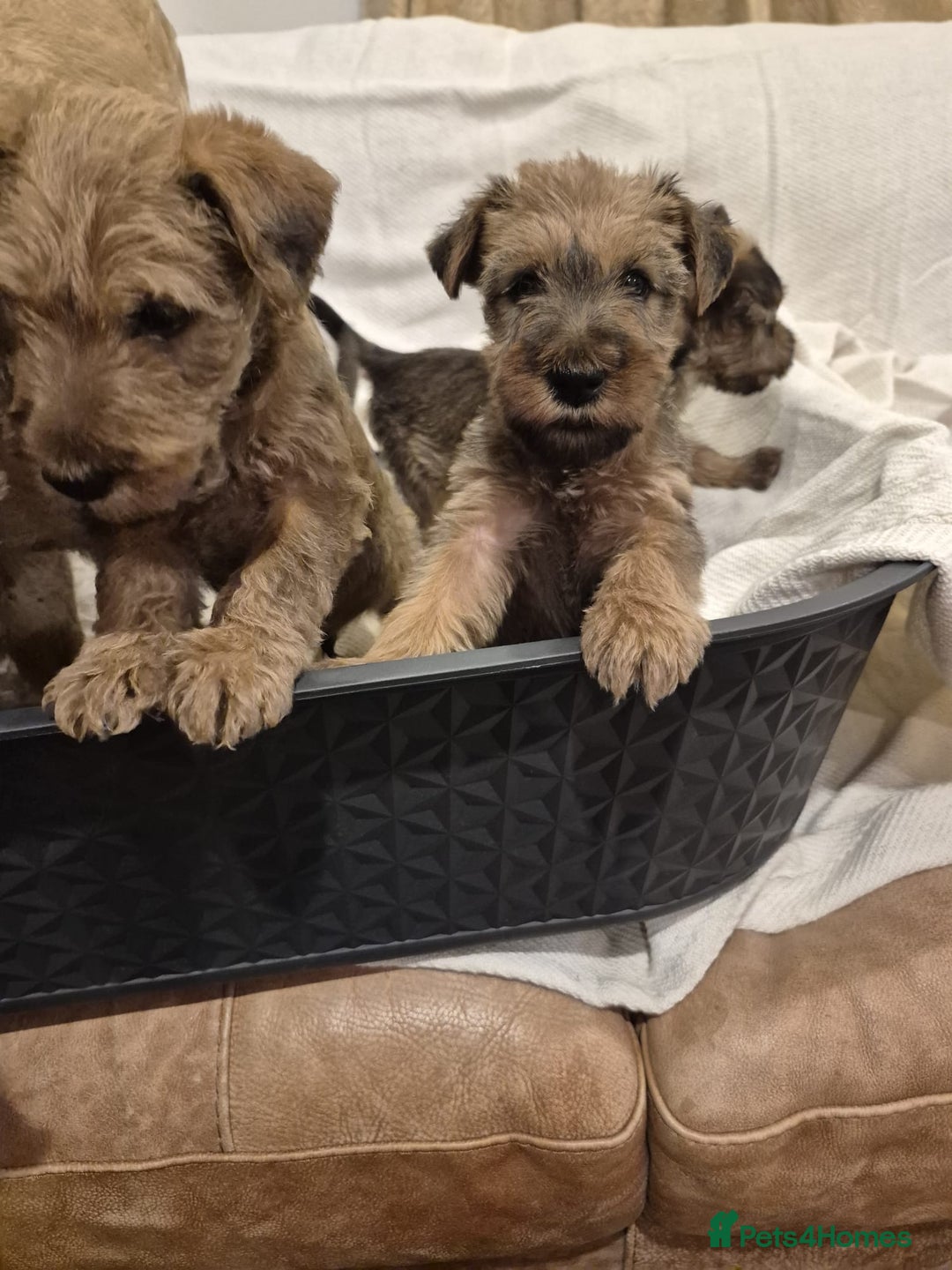 Irish Terrier dogs for sale: Home raised Irish terrier  - Image 14