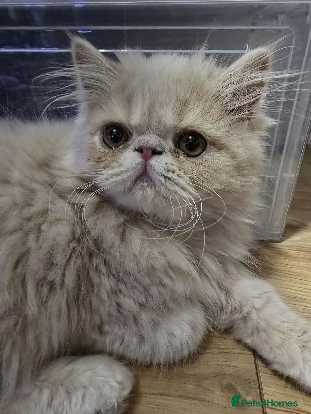 Persian cats for sale: Beautiful Pure Persian Boy Looking for Loving home - Advert 4