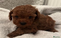 Toy Poodle dogs for sale: Stunning Fox Red Toy Poodles - Image 23