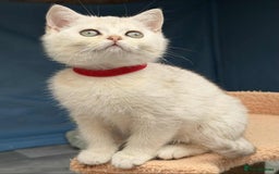 British Shorthair cats for sale: Stunning BSH golden/silver Kittens TICA - Image 15