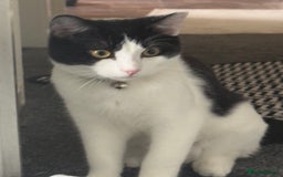 Mixed Breed cats for sale: Kittens for sale - Image 4