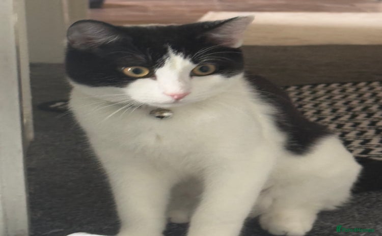 Mixed Breed cats Kittens for sale - Advert 17