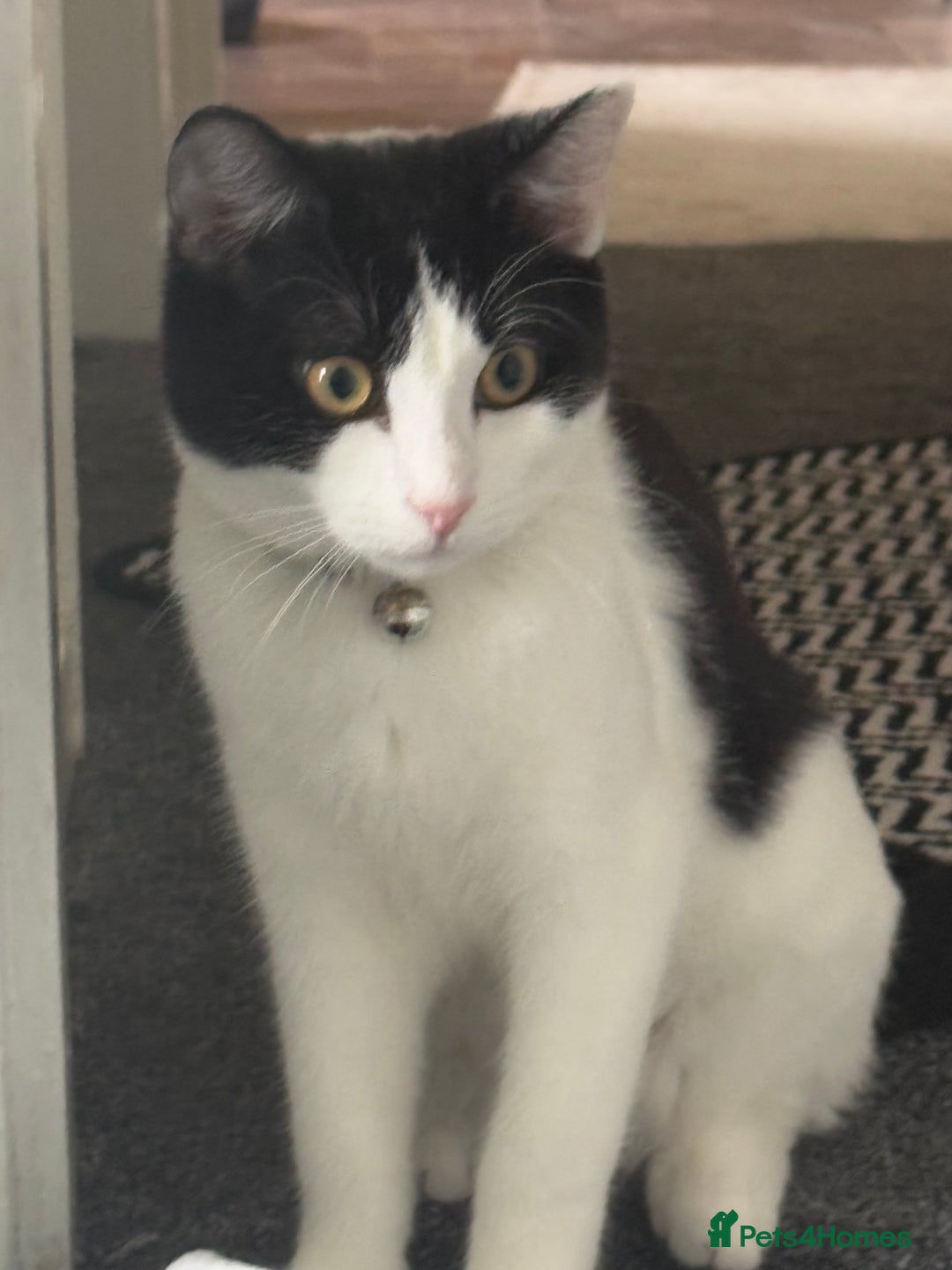 Mixed Breed cats for sale: Kittens for sale - Image 4