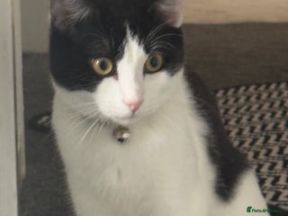 Mixed Breed cats Kittens for sale - Advert 10