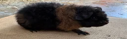 Guinea Pig rodents for sale: Stunning Teddy Boars - Advert 4