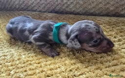 Miniature Dachshund dogs for sale: KC registered miniature dachshund puppies - Image 4