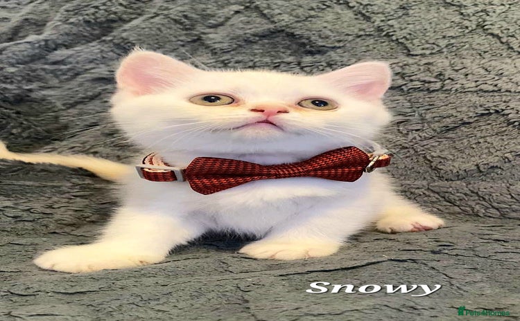 British Shorthair cats GCCF Snowflake BSH - Advert 4