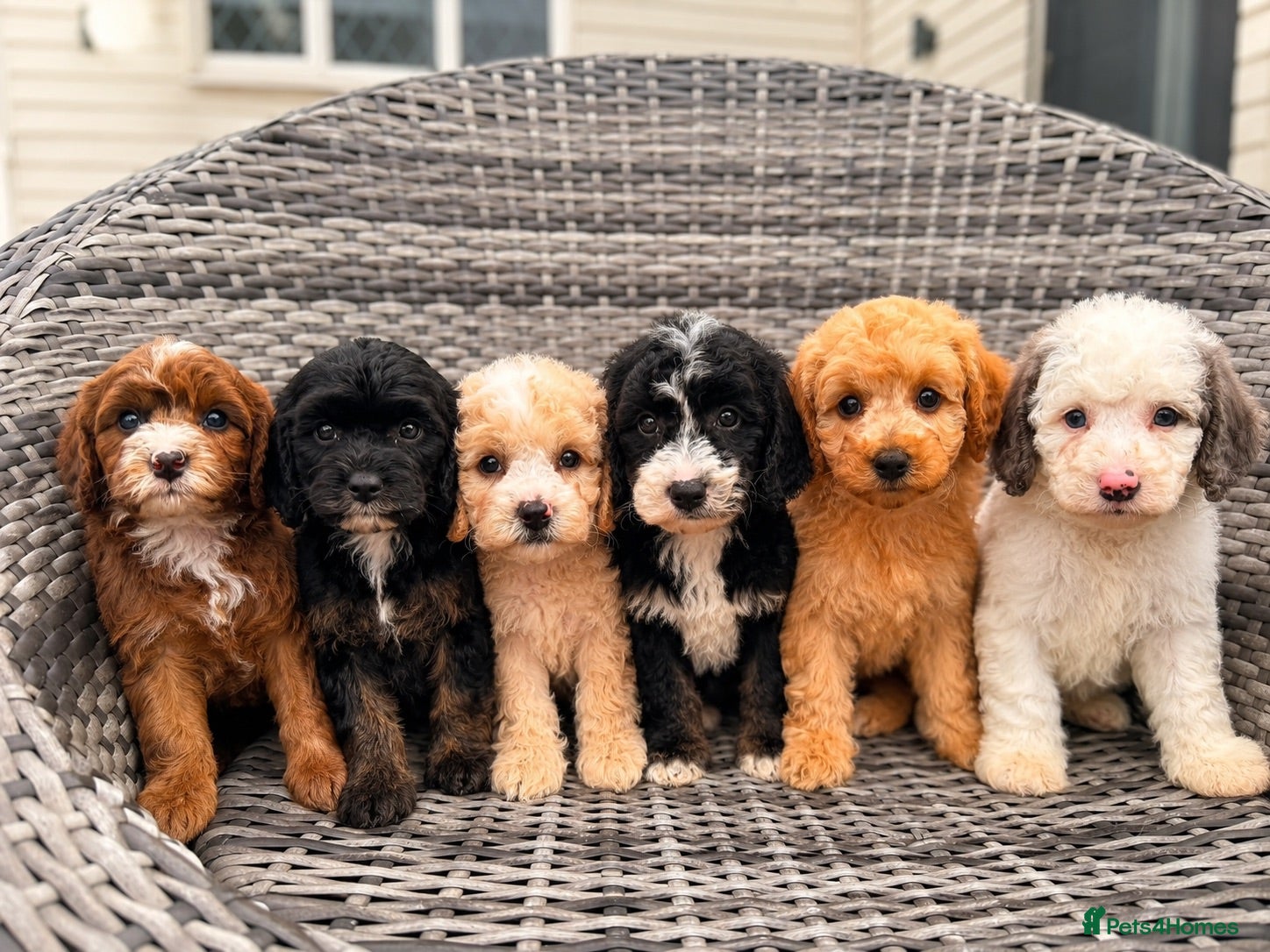Cavapoo dogs DNA health tested Miniature Cavapoos 🌸  - Advert 12