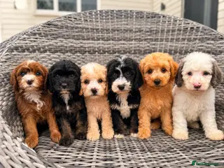 Cavapoo dogs DNA health tested Miniature Cavapoos 🌸 - Advert 5