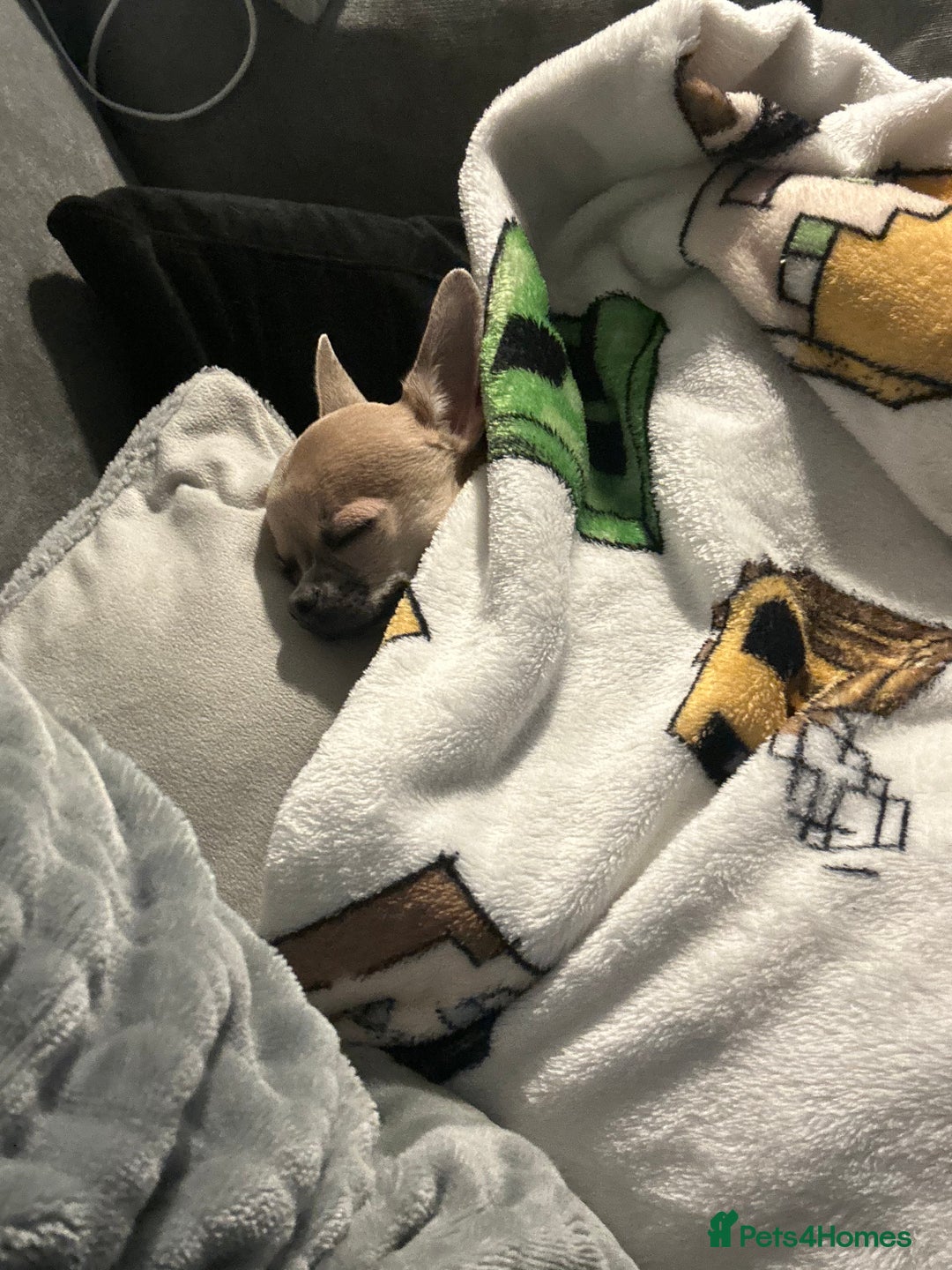 Chihuahua dogs for sale: Rocky - Image 12
