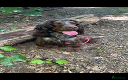 Cocker Spaniel dogs for sale: Litter of show type cocker spaniels  - Image 7