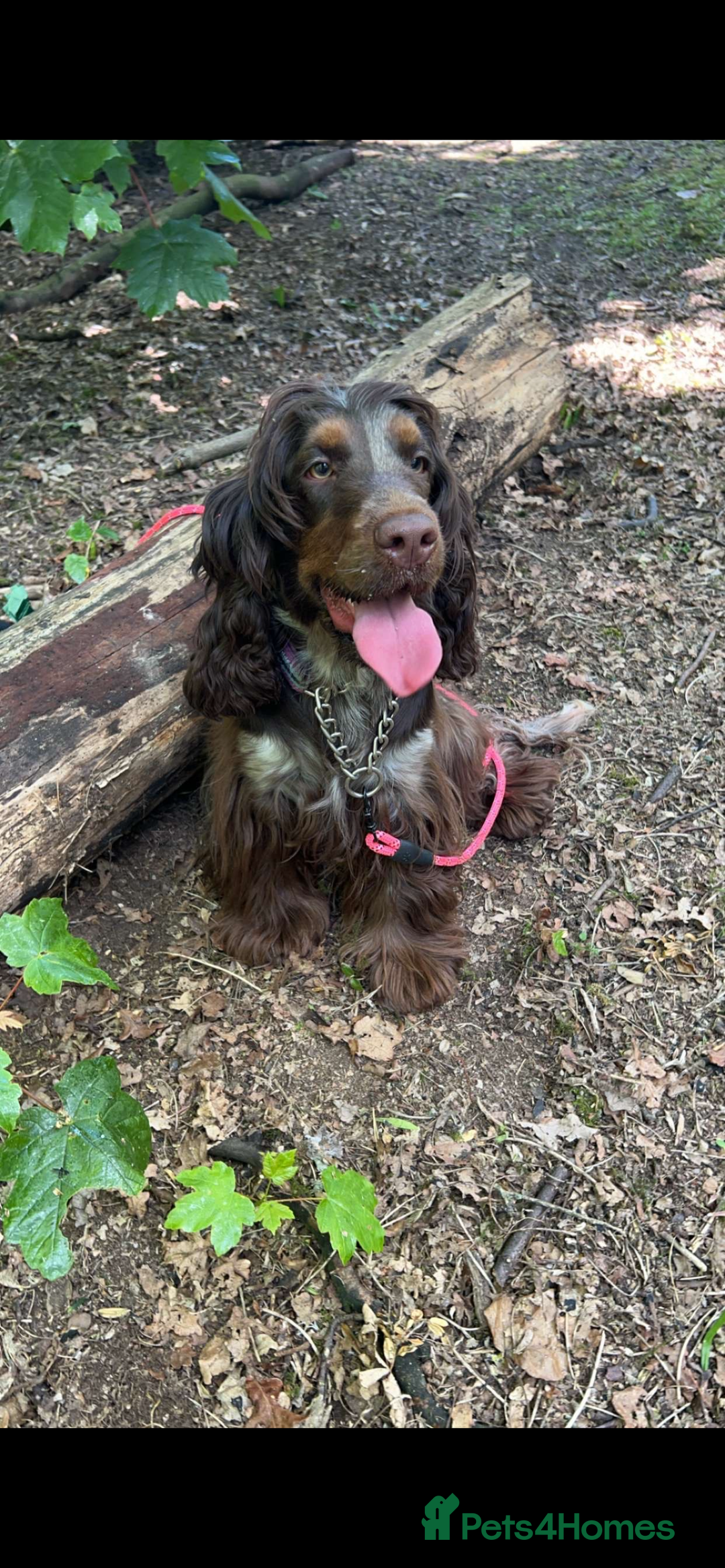 Cocker Spaniel dogs for sale: Litter of show type cocker spaniels  - Image 7