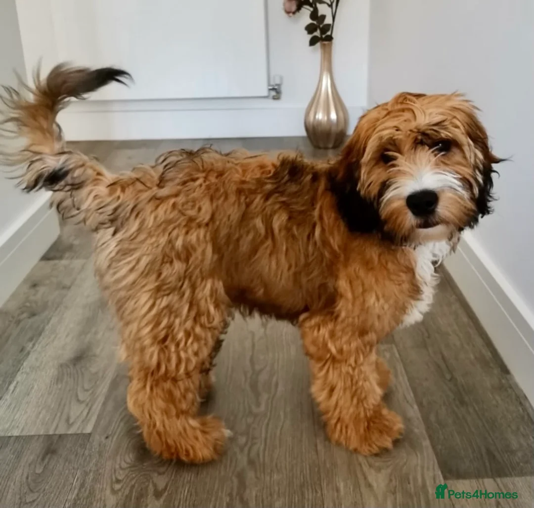 Cockapoo dogs for stud: Cockapoo F1 - Show Champion* and Proven Stud in Barnstaple - Advert 6