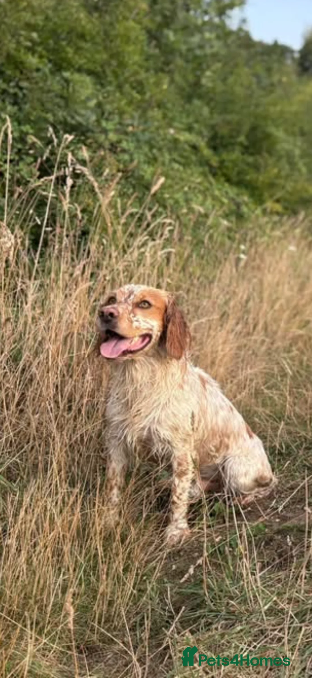 Cocker Spaniel dogs for stud: KC registered working cocker spaniel for STUD in Haverhill - Advert 1