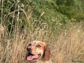Cocker Spaniel dogs KC registered working cocker spaniel for STUD - Advert 7