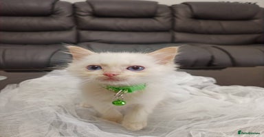 Ragdoll cats - Advert 10