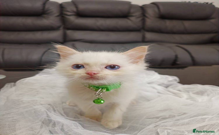 Ragdoll cats - Advert 16