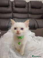 Ragdoll cats - Advert 7