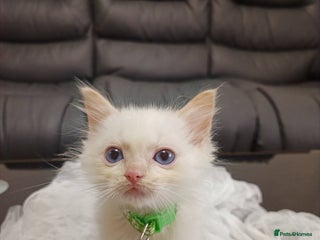 Ragdoll cats - Advert 31