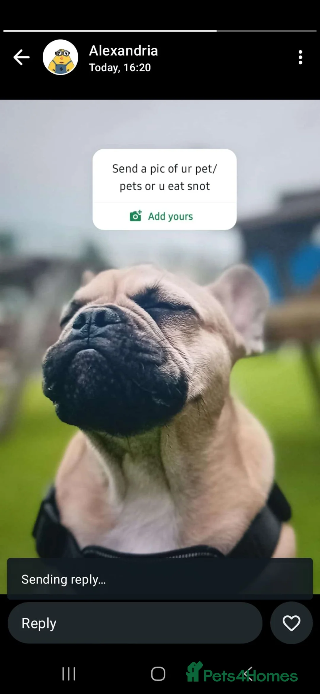 French Bulldog dogs for stud: Fawn French Bulldog Stud - Advert 2