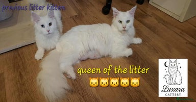 Maine Coon cats - Advert 3